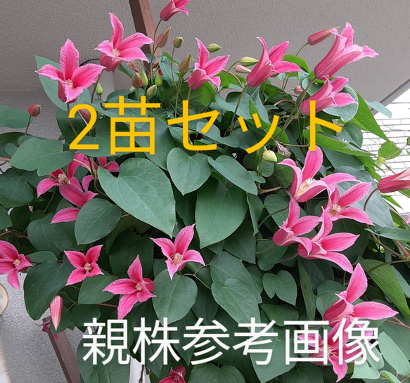 プリンセスダイアナ苗 発根確認済み クレマチス苗 クレマチス その他