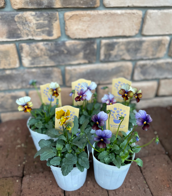 花苗＊narrative flowersビオラ ラベルyellow その他素材 Comu＊Garden