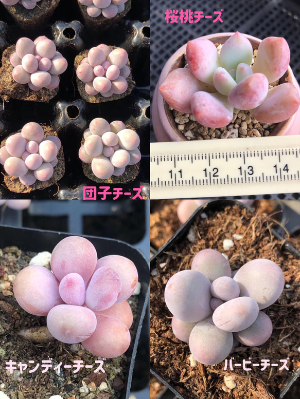 多肉植物 ぷくぷくセット♡恋心♡ビアポップ♡ 多肉植物 ぷくぷくセット 抜き苗 - メルカリ