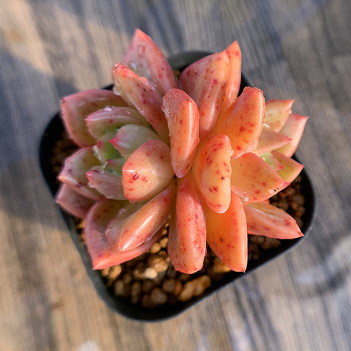 449.多肉植物 エケベリア属 オレンジシャンペーン（2頭） 新入荷 美苗