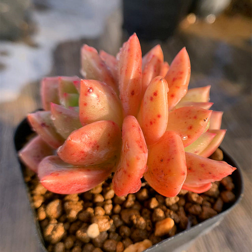 449.多肉植物 エケベリア属 オレンジシャンペーン（2頭） 新入荷 美苗