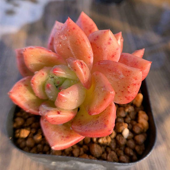 449.多肉植物 エケベリア属 オレンジシャンペーン（2頭） 新入荷 美苗