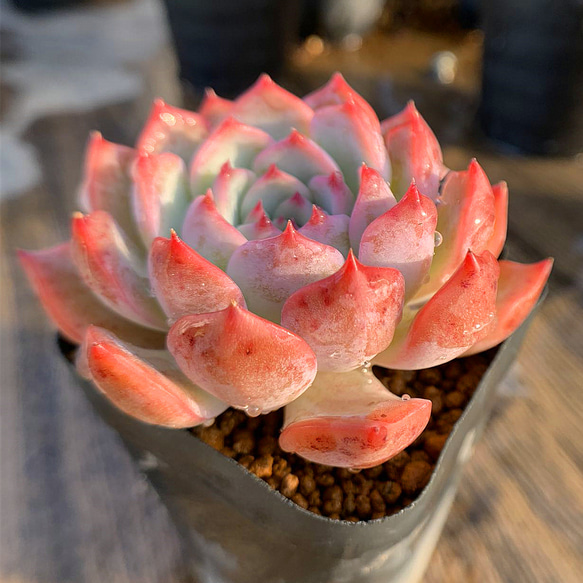 452.多肉植物 寄せ植え エケベリア属 キャロライン 大 超美苗 抜き苗