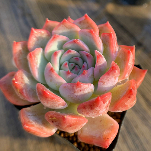 452.多肉植物 寄せ植え エケベリア属 キャロライン 大 超美苗 抜き苗