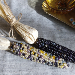 グラスジェムコーンのドライフラワー 2本セット ③ ドライフラワー