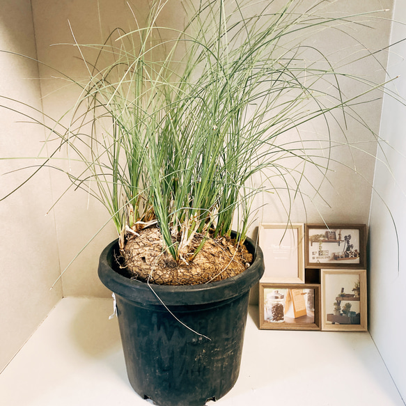 カリバナス フーケリー 塊根植物 ドライガーデン 地植え 苗 耐寒