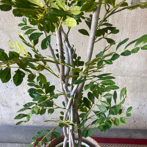 光触媒　人工観葉植物　ウォールグリーン　フェイクグリーン　トネリコ高さ1.2