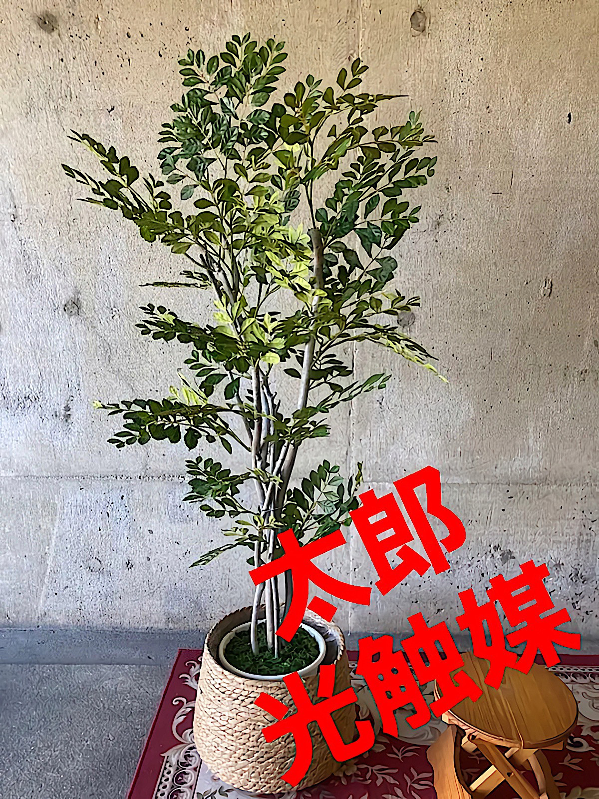 光触媒　人工観葉植物　ウォールグリーン　フェイクグリーン　ライトトネリコ1.6w
