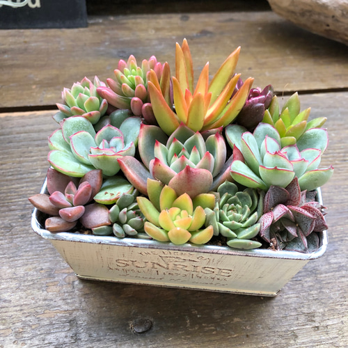 多肉植物寄せ植え♡♡モリモリ寄せ植え♡♡ 多肉植物寄せ植え♡♡モリモリ寄せ植え♡♡