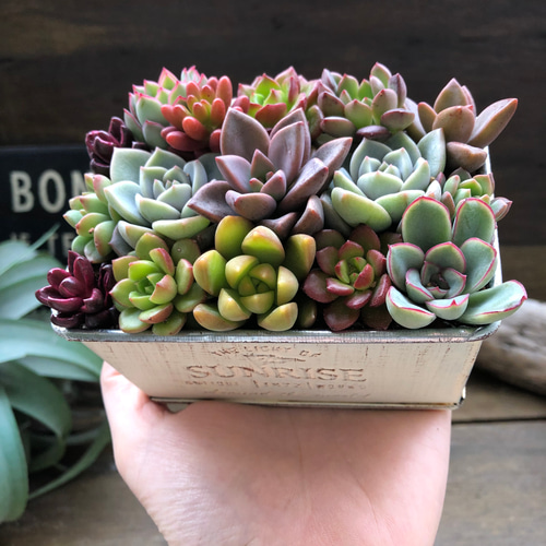 多肉植物 寄せ植え そのまま飾れる‪ ꪔ̤̮\"ブリキうさぎ鉢No.1 ブリキ鉢の多肉寄せ植え♡多肉植物♡可愛い♡もりもり アート