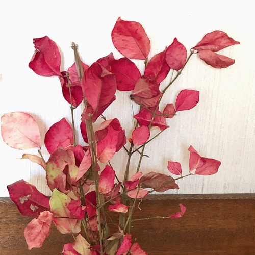 フジバカマ藤袴ナチュラルドライフラワー花材