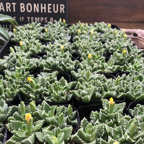 フォーカリア 希少 紅蓮地獄 多肉植物 オリジナルラベル付き 1292 レア 紅蓮地獄 フォーカリア 多肉植物 オリジナルラベル付き 1292