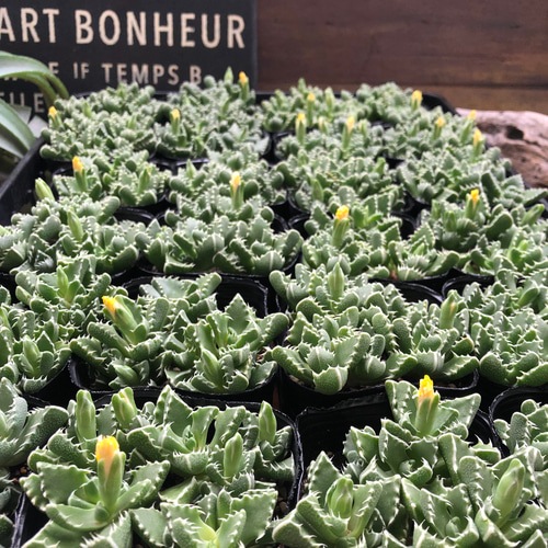 フォーカリア 希少 紅蓮地獄 多肉植物 オリジナルラベル付き 1292 レア 紅蓮地獄 フォーカリア 多肉植物 オリジナルラベル付き 1292