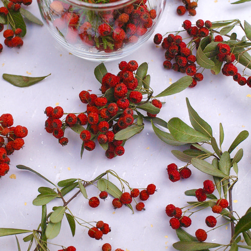 赤いシュガービーズのようなピラカンサの実(ドライ) 扱いやすい細枝