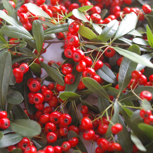 赤いシュガービーズのようなピラカンサの実(ドライ) 扱いやすい細枝