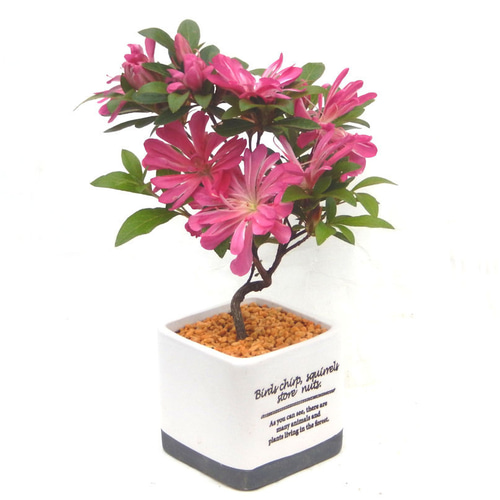 皐月(はなびん) 盆栽 はなびん ハナビン さつき サツキ 皐月 ミニ盆栽 盆栽 小品盆栽 屋久島