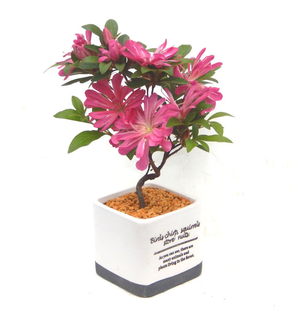 皐月(はなびん) 盆栽 【公式通販】