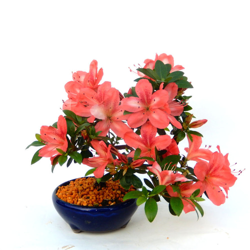 ミニ盆栽鉢 - BONJIN 盆栽鉢　ミニ盆栽鉢 / 販売 小品盆栽鉢 工芸品