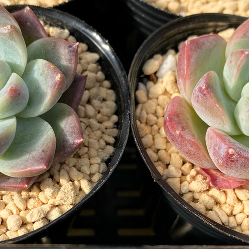 多肉植物　韓国苗　ドリームスーツ　抜き苗 ドリームスーツ韓国苗抜き苗エケベリア - メルカリ