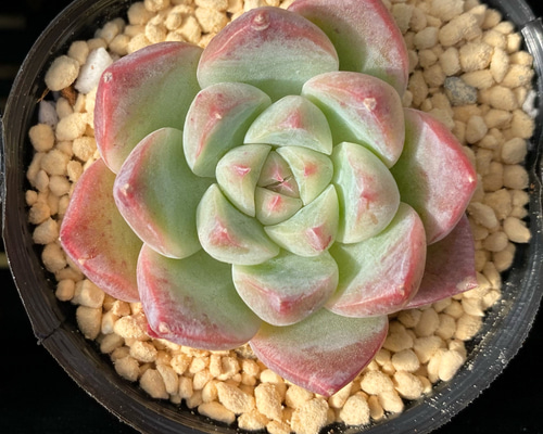 多肉植物　韓国苗　ドリームスーツ　抜き苗 ドリームスーツ韓国苗抜き苗エケベリア - メルカリ