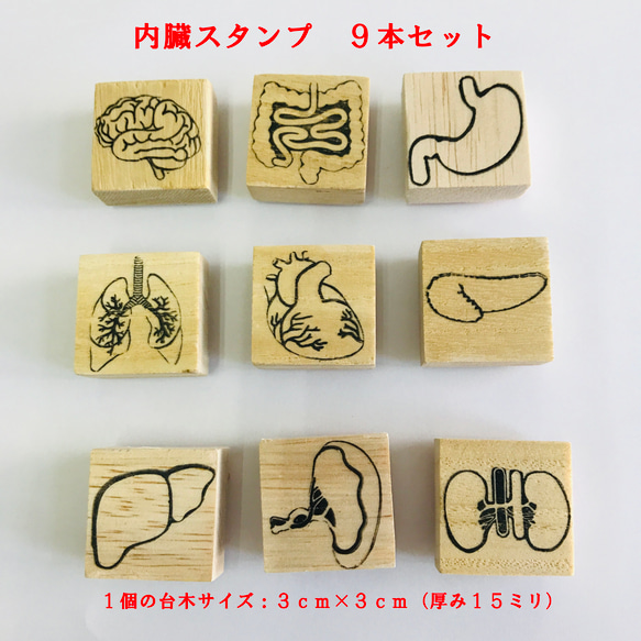 Vintage　解剖学スタンプ　ベルギー　教育教材会社STEPPE NINOVE 人体内臓スタンプ9本セット はんこ・スタンプ ケニー 通販 14974799