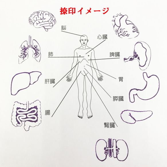 人体内臓スタンプ9本セット 2枚目の画像