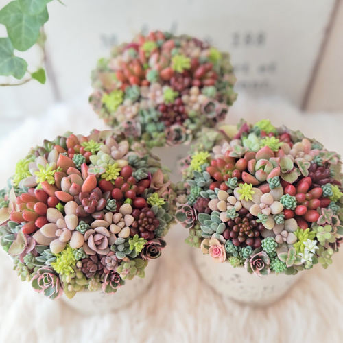 受注制作】 そのまま飾れる多肉植物 寄せ植え (土、鉢込み) 鉢 B (円柱