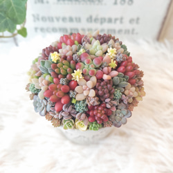 受注制作】 そのまま飾れる多肉植物 寄せ植え (土、鉢込み) 鉢 B (円柱