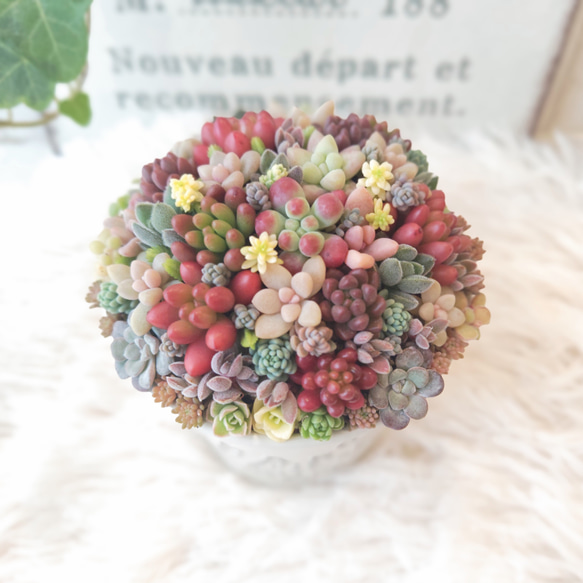受注制作】 そのまま飾れる多肉植物 寄せ植え (土、鉢込み) 鉢 B (円柱