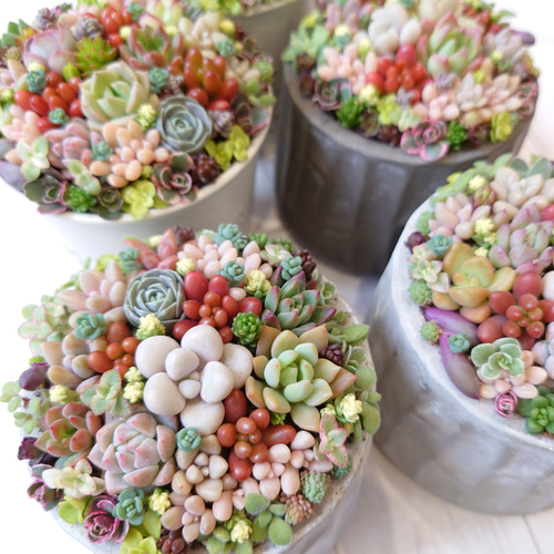 受注制作】 そのまま飾れる多肉植物 寄せ植え (土、鉢込み) 鉢 B