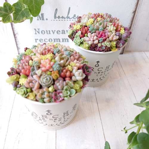 受注制作】 そのまま飾れる多肉植物 寄せ植え (土、鉢込み) 鉢 B (円柱