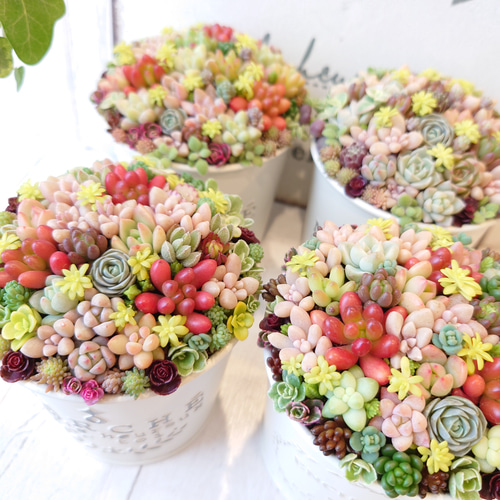 受注制作】 そのまま飾れる多肉植物 寄せ植え (土、鉢込み) 鉢 B 受注制作】 そのまま飾れる多肉植物 寄せ植え (土、鉢込み) 鉢 B