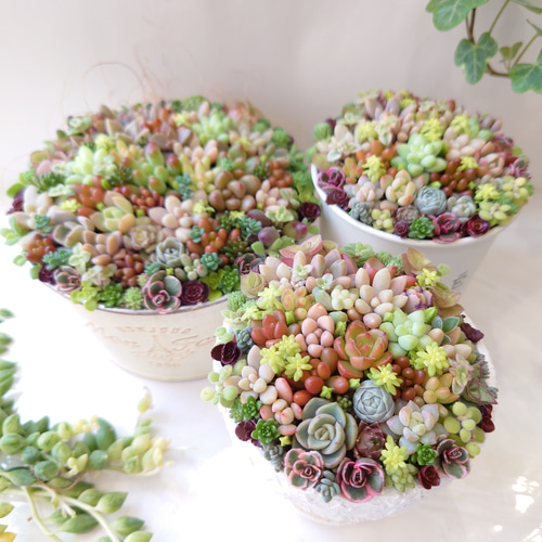 人気大割引 受注制作】 B 鉢 (土、鉢込み) 寄せ植え そのまま飾れる多肉植物 フラワー・ガーデニング