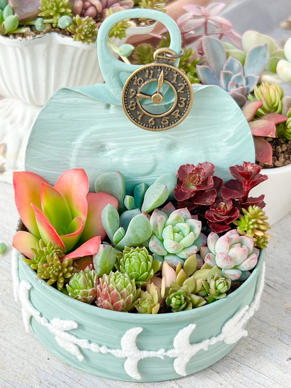 ★多肉植物　寄せ植え〜リメ缶寄せ〜★ 多肉植物】リメ缶に寄せ植えしました❣️ - YouTube