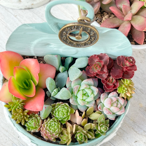 ★多肉植物　寄せ植え〜リメ缶寄せ〜★ 42 【前編】リメ缶に可愛く寄せ植え🌸3パターン - YouTube