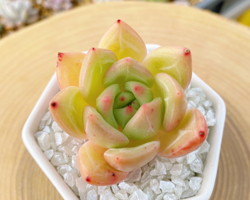 【新入荷】エケべリア　韓国苗　ルナ イエロータイプ　多肉植物 　s_6112 新入荷】エケべリア 韓国苗 ルナ イエロータイプ 多肉植物