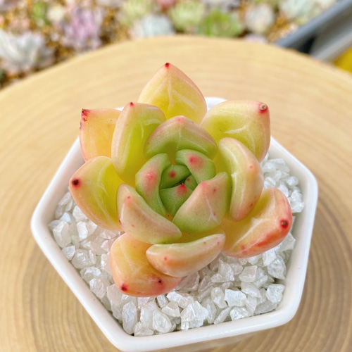 激レア新品種高級苗】イエローシャンペーン 多肉植物 多肉植物 TANIKU