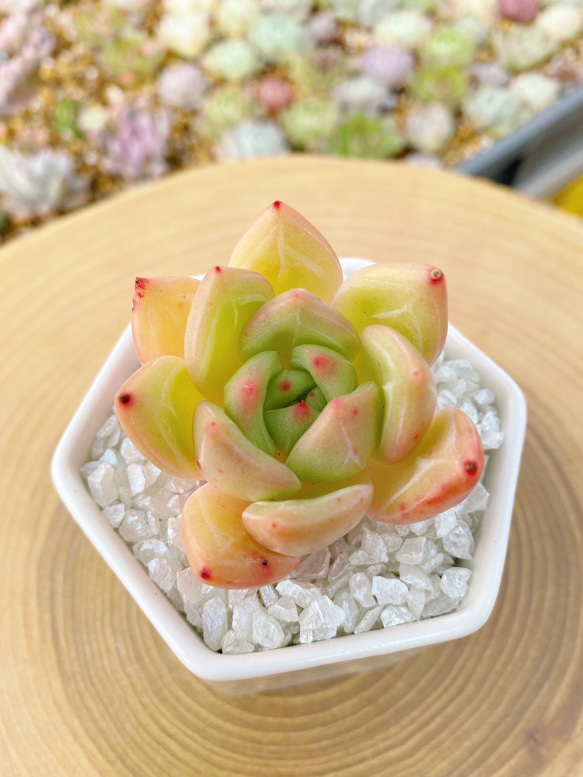 激レア新品種高級苗】イエローシャンペーン 多肉植物 多肉植物 TANIKU