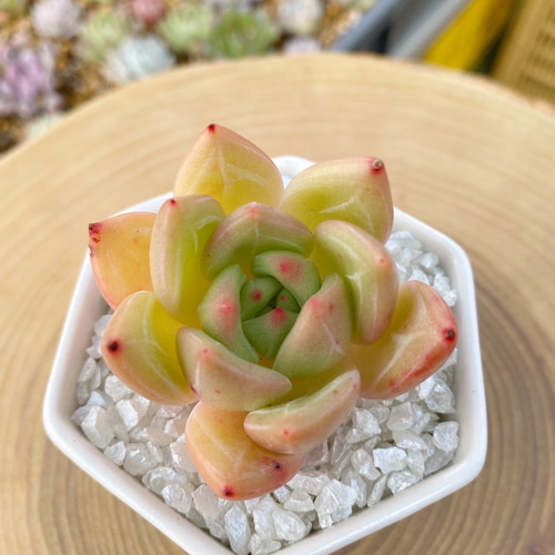 激レア新品種高級苗】イエローシャンペーン 多肉植物 多肉植物 TANIKU