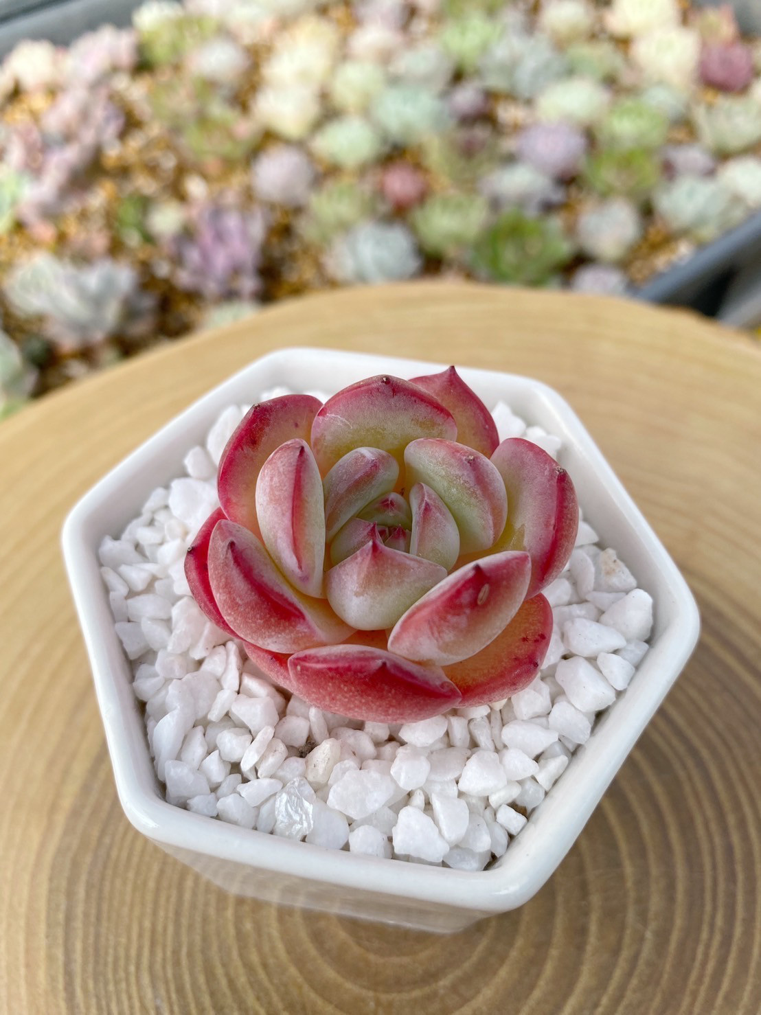 新品種高級苗】超人気 ストロベリーアーモンド 多肉植物 多肉