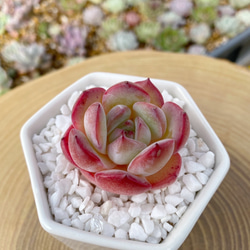 新品種高級苗】超人気 ストロベリーアーモンド 多肉植物 多肉植物