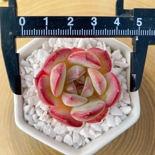 新品種高級苗】超人気 ストロベリーアーモンド 多肉植物 多肉植物