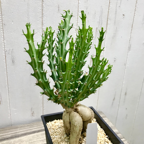 Euphorbia knuthii ユーフォルビア クンチー ユーホルビア 狗奴子