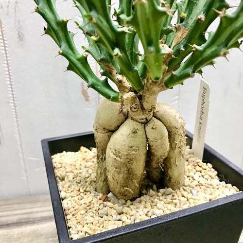 Euphorbia knuthii ユーフォルビア クンチー ユーホルビア 狗奴子