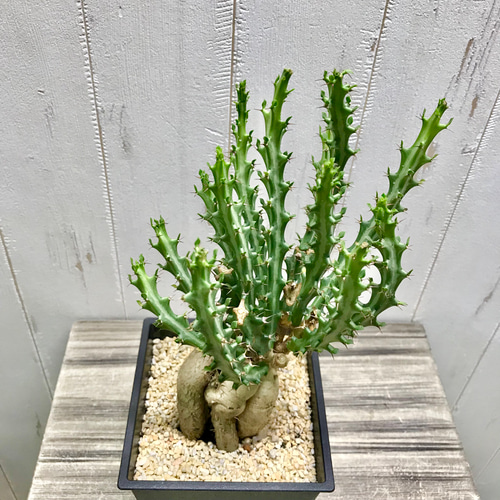 Euphorbia knuthii ユーフォルビア クンチー ユーホルビア 狗奴子
