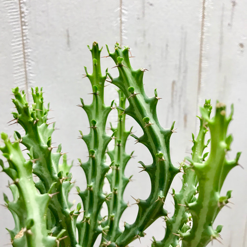 Euphorbia knuthii ユーフォルビア クンチー ユーホルビア 狗奴子