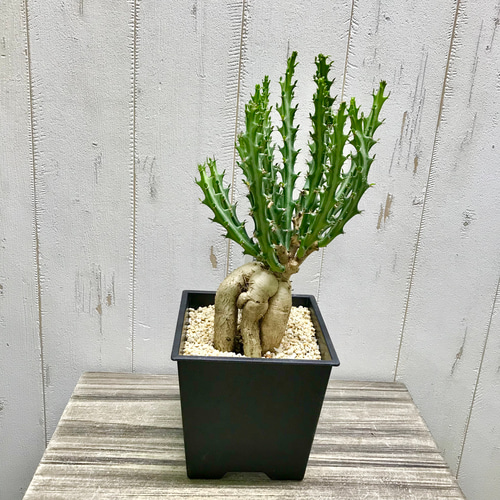 Euphorbia knuthii ユーフォルビア クンチー ユーホルビア 狗奴子