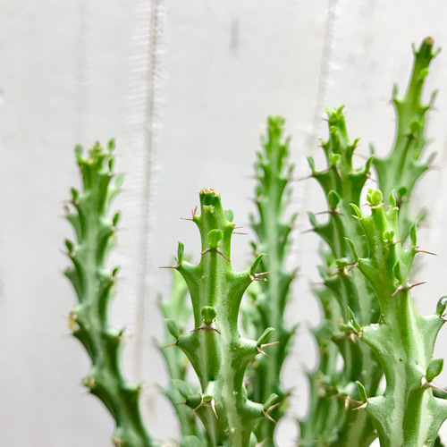 Euphorbia knuthii ユーフォルビア クンチー ユーホルビア 狗奴子