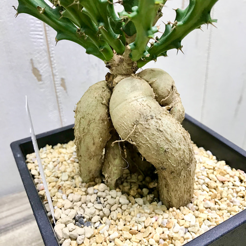 Euphorbia knuthii ユーフォルビア クンチー ユーホルビア 狗奴子