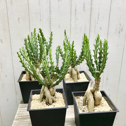 ユーフォルビア　クンチ(Euphorbia knuthii) ユーフォルビア クンチー | labroto
